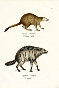 Mongoose by Karl Joseph Brodtmann